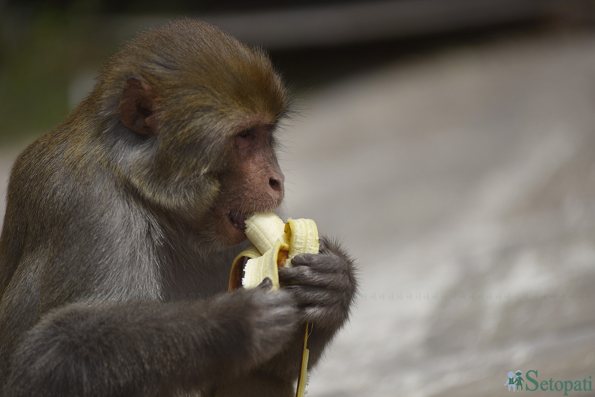 फाइल तस्बिर।