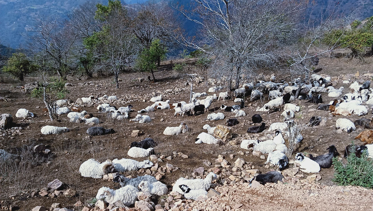 फाइल तस्बिर।