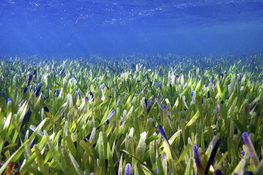This August 2019 photo provided by The University Of Western Australia shows part of the Posidonia australis seagrass meadow in Australia's Shark Bay.