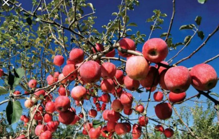 प्रतीकात्मक तस्बिर