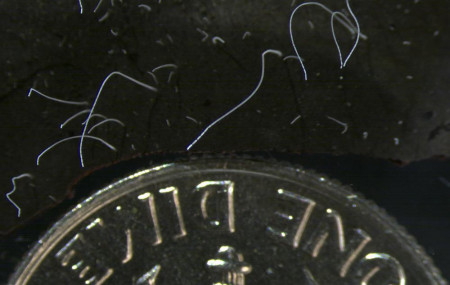 This microscope photo provided by the Lawrence Berkeley National Laboratory in June 2022 shows thin strands of Thiomargarita magnifica bacteria cells next to a U.S. dime coin. AP/RSS Photo