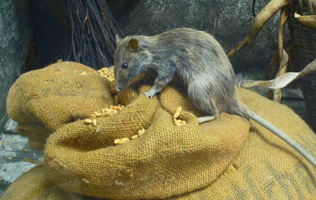 Rodents are well known as dangerous reservoirs of zoonotic pathogens. (H. Zell, Wikimedia Commons)