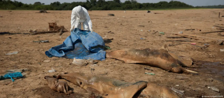 A researcher retrieves dead dolphins from the Tefe lake.