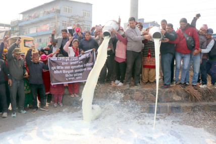 भुक्तानी नपाएपछि आन्दोलनमा ओर्लिएका चितवनका दूध उत्पादक किसान