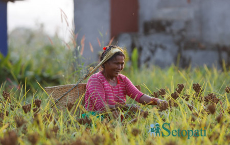 फाइल तस्बिर