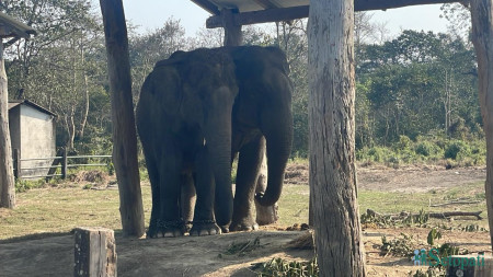 मकुना र सरस्वतीकली। तस्बिर: राजेश घिमिरे/सेतोपाटी