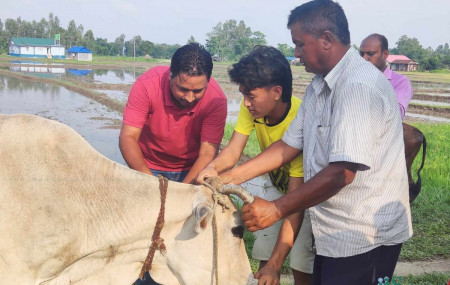 तस्बिरः विनोद सापकोटा/सेतोपाटी