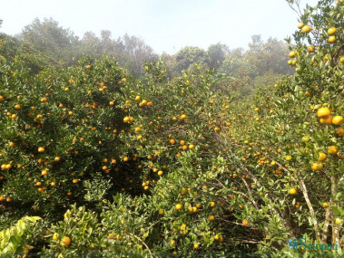 फाइल तस्बिर