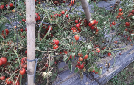 फाइल तस्बिर