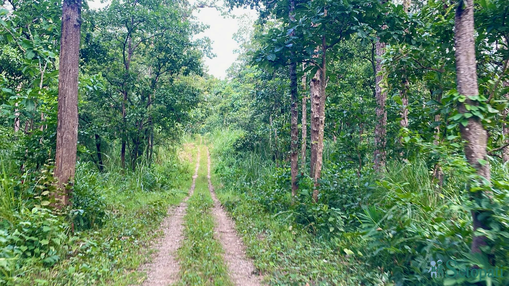 चितवन राष्ट्रिय निकुञ्जभित्र बनाइएको बाटो, जहाँ पर्यटकलाई जंगल घुमाउन जीप सफारी चलाइन्छ। तस्बिर: राजेश घिमिरे/सेतोपाटी