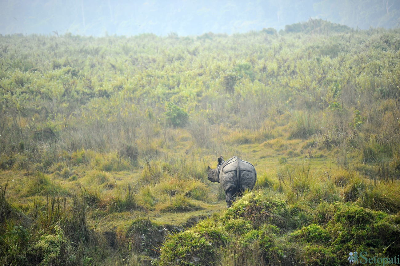 चितवन राष्ट्रिय निकुञ्जमा गैंडा। तस्बिर: नारायण महर्जन/सेतोपाटी
