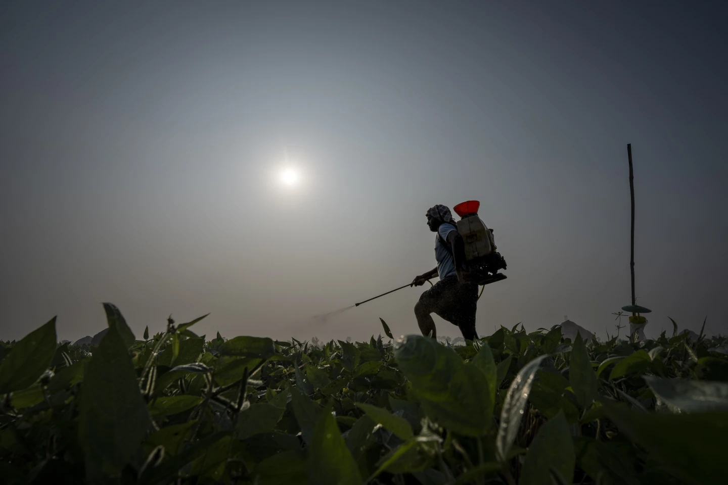 Bhaskar Rao, a farm worker, sprays natural pesticide. AP/RSS Photo