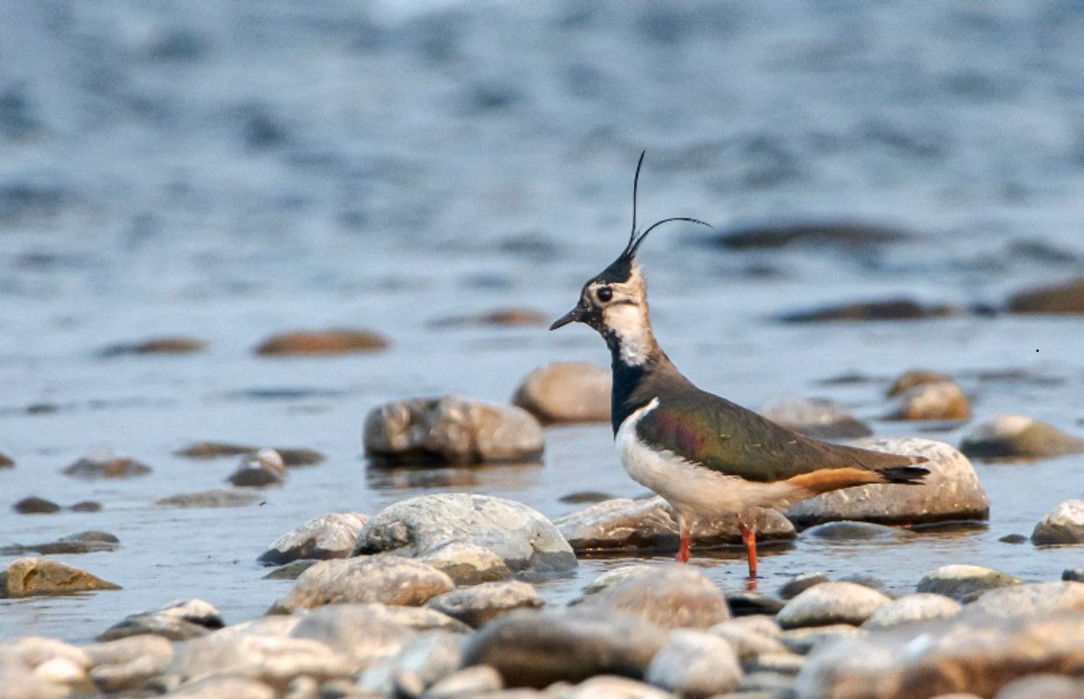 जुरे हुटिट्याउँ। तस्बिर: चुडामणि चौधरी