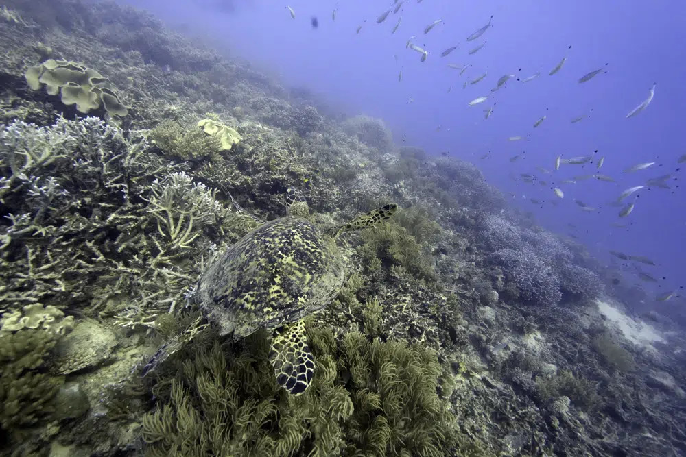 FILE - A sea turtle swims over corals on Moore Reef in Gunggandji Sea Country off the coast of Queensland in eastern Australia on Nov 13, 2022. (AP/RSS Photo)