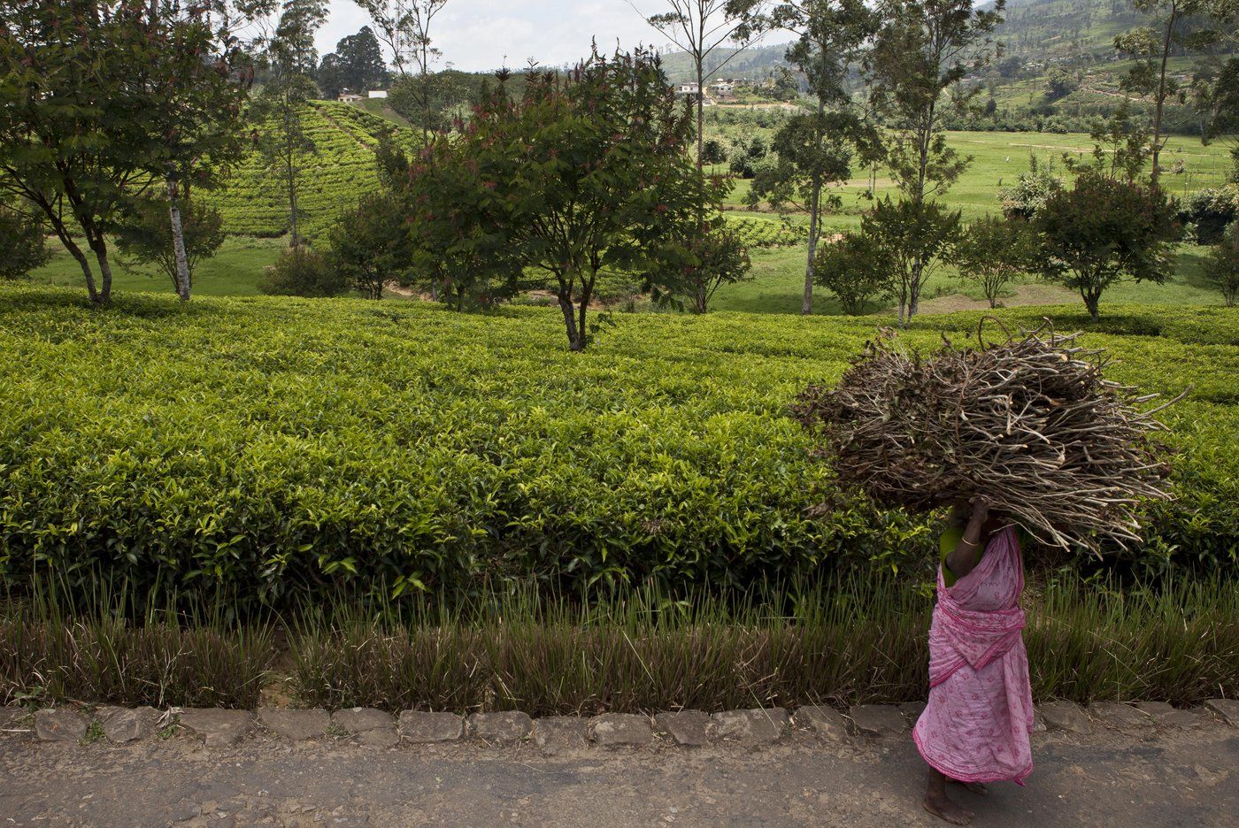 A plantation worker carries dried bushes to be used as firewood A plantation worker carries dried bushes to be used as firewood. Conor Ashleigh, DFAT