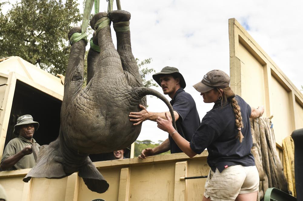FILE - An elephant is hoisted into a transport vehicle at the Liwonde National Park southern Malawi, July 10 2022.  AP/RSS Photo