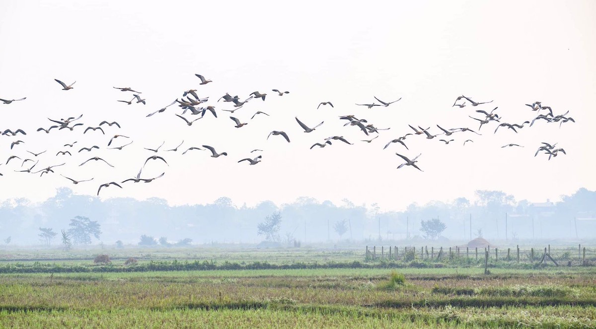 तस्बिर : ओम यादव