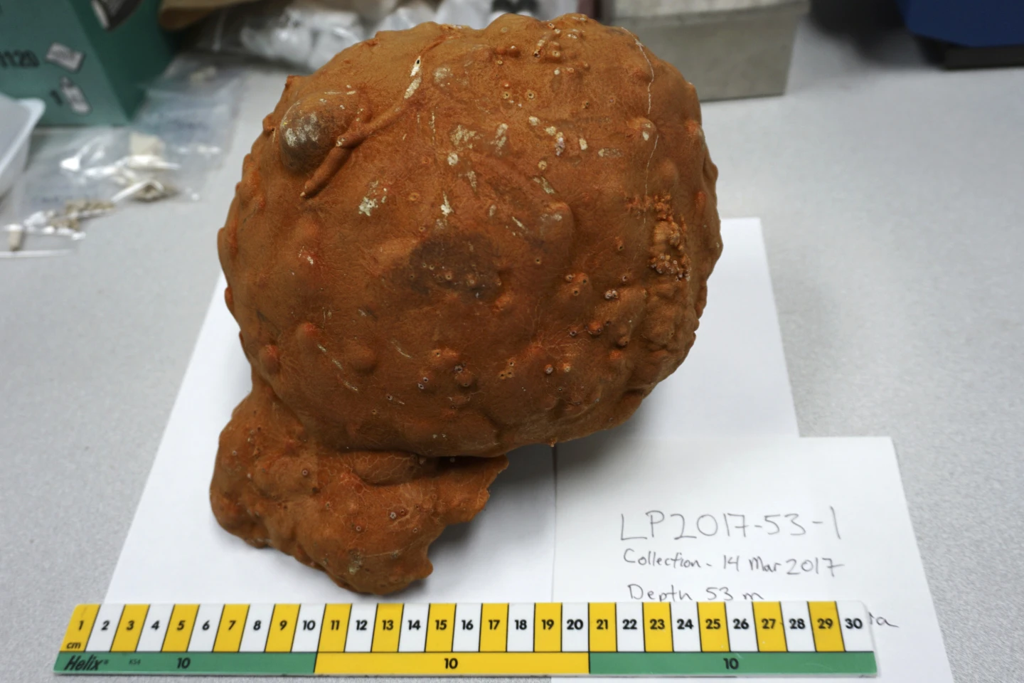 This undated image provided by Amos Winter shows a sponge from the Caribbean that has been cut.  AP/RSS Photo