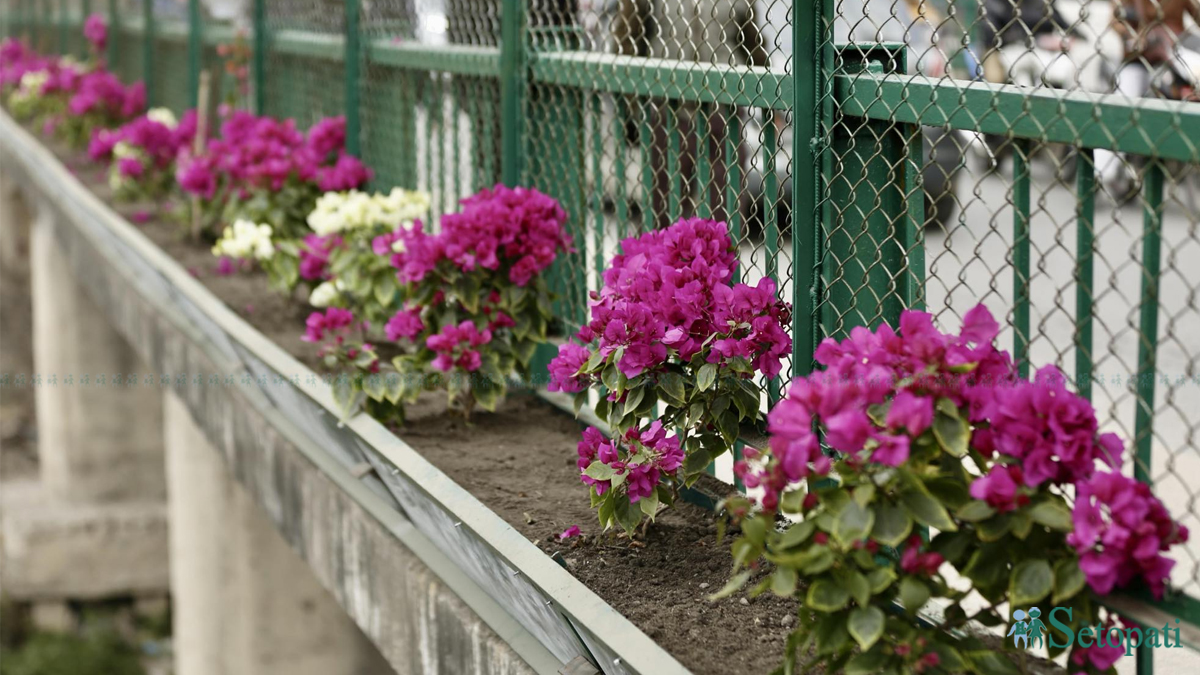 तस्बिरः नवीनबाबु गुरूङ/ सेतोपाटी