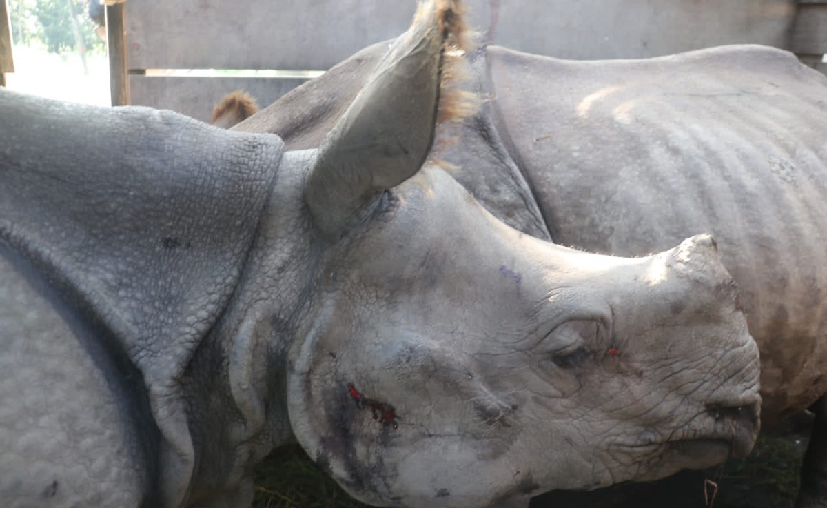 चितवनबाट कोशीटप्पु आरक्ष पठाइएका एक सिंगे गैँडा पुष्पा र अन्जली