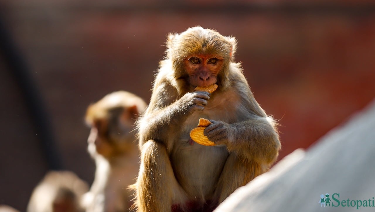 तस्बिरः नवीनबाबु गुरूङ/सेतोपाटी