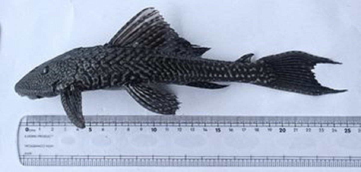 तस्बिरः रासस