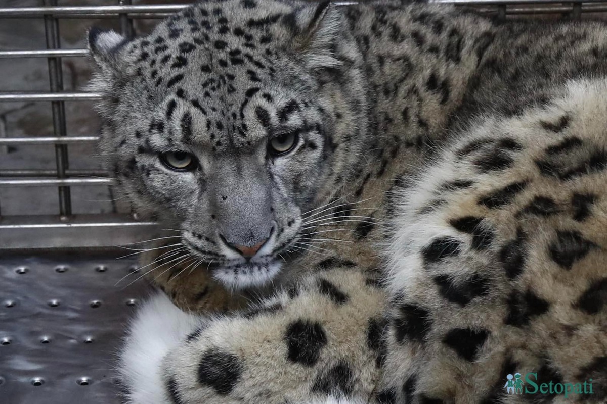 तस्बिर: नवीनबाबु गुरूङ