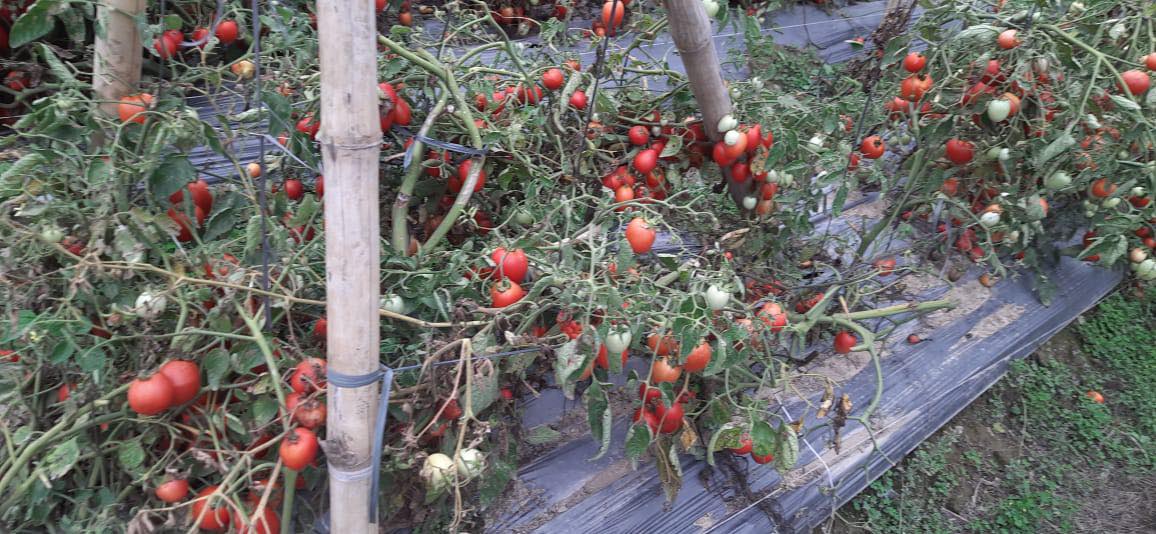 फाइल तस्बिर